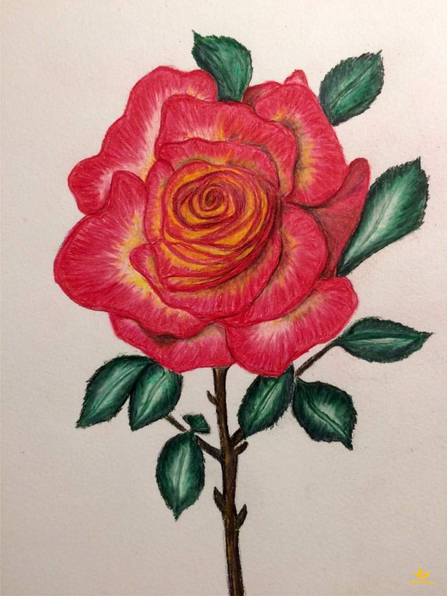 Bông Hoa Hồng Vẽ Bằng Bút Màu