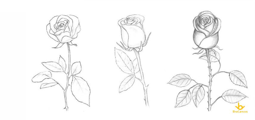 Bức vẽ 3 cành hoa hồng