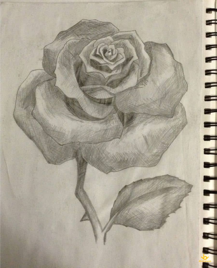 Bức vẽ hoa hồng chì than