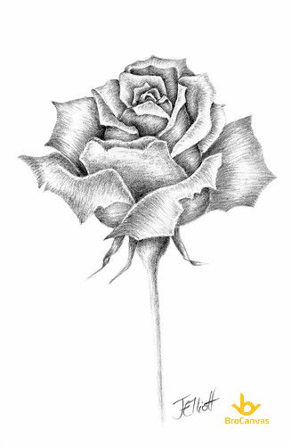 Bức vẽ hoa hồng họa sĩ jellilf