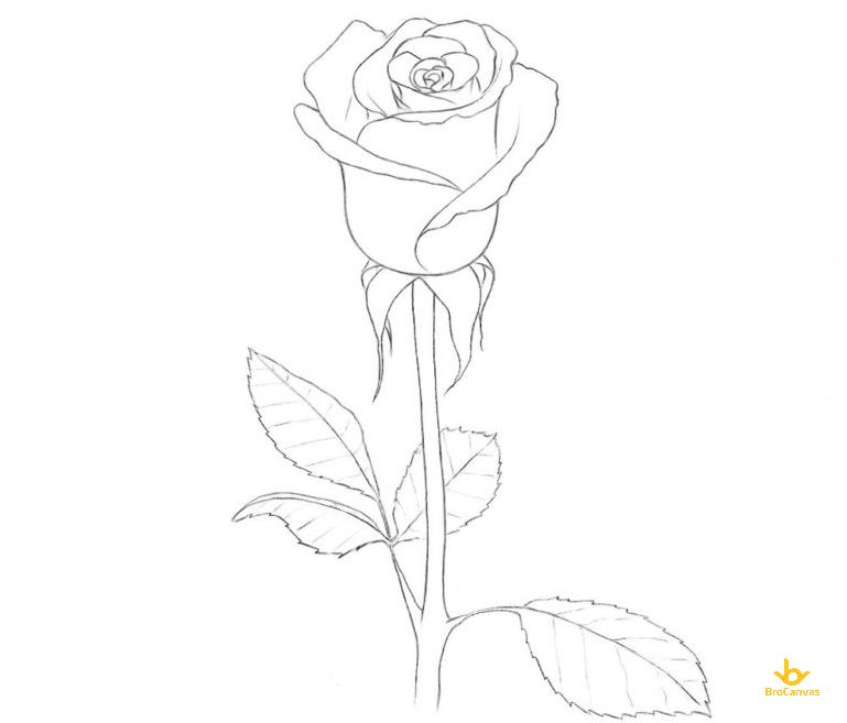 Mẫu vẽ hoa hồng bằng bút chì  rose pencil  Hình vẽ hoa hồng Bút chì  Hình vẽ hoa