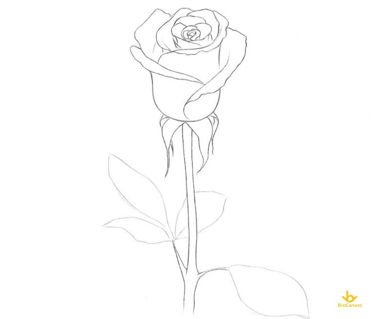 Bước 9 vẽ thân cây hoa hồng