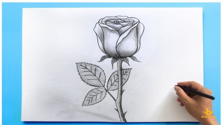Hướng dẫn cách vẽ hoa tulip bằng bút chì hình vẽ các loài hoa bằng bút chì