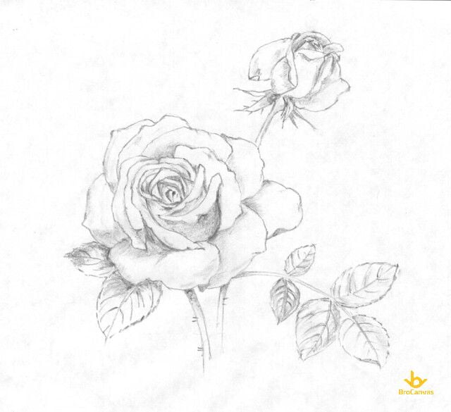 Hướng dẫn Từng bước cách vẽ một bông Hoa Hồng Siêu Đẹp vẽ hoa hồng bằng bút chì YouTube