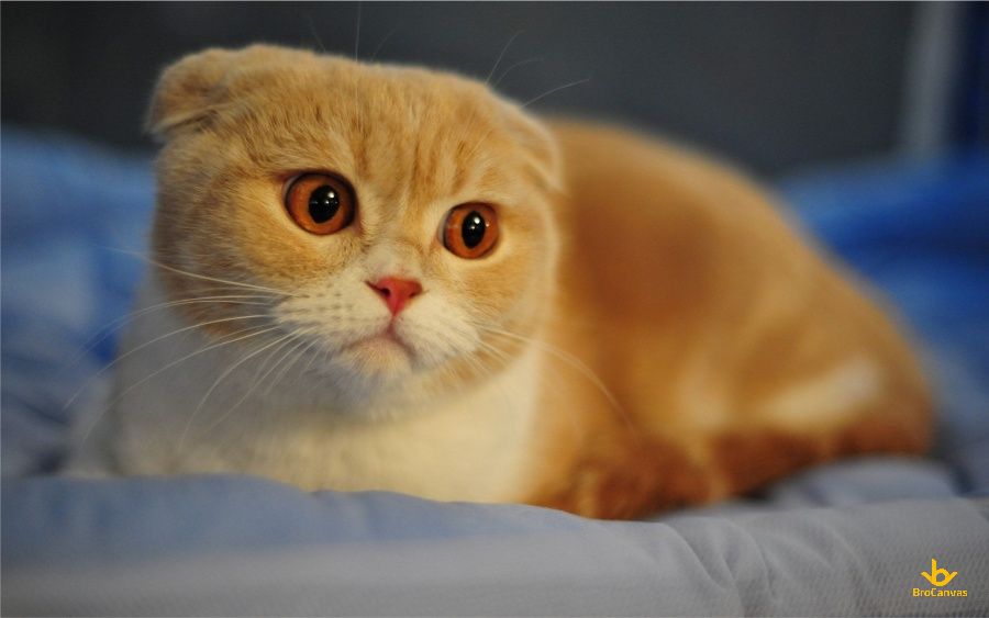 40 Hình Ảnh Con Mèo Đáng Yêu - Dễ Thương Và Vẻ Đẹp U Mê