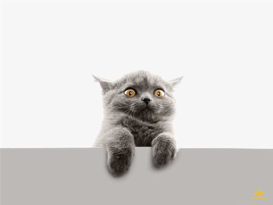 Hình ảnh Chú Mèo Dễ Thương PNG Con Mèo Dễ Thương đáng Yêu PNG trong suốt và Vector để tải xuống miễn phí