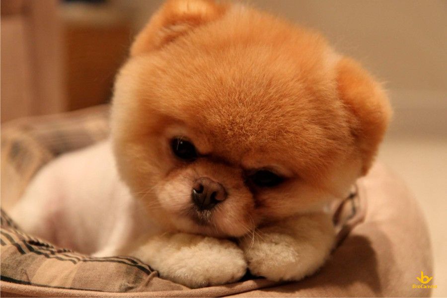 Ảnh cún con siêu cute hình ảnh chó con ngộ nghĩnh dễ thương đáng yêu nhất