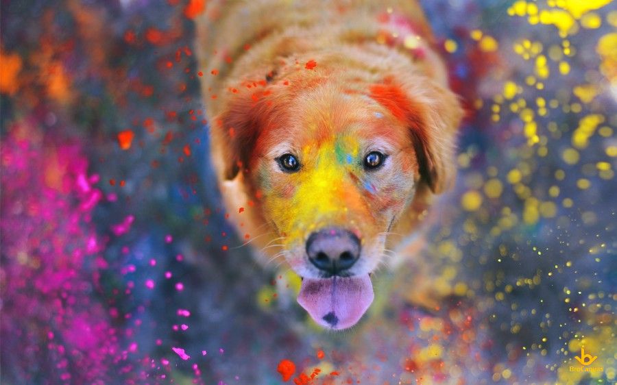 Hình hình họa Chú Chó Trong Lễ Hội Màu Sắc