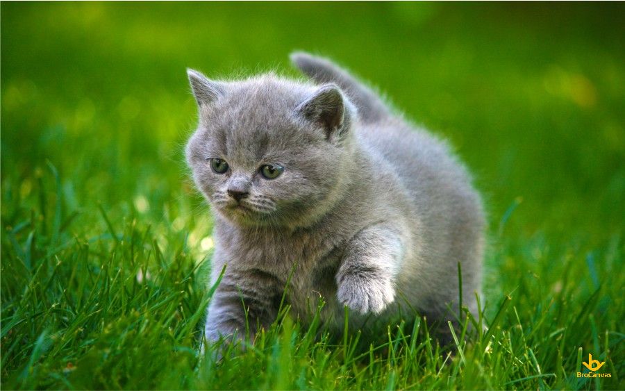 40 Hình Ảnh Con Mèo Đáng Yêu - Dễ Thương Và Vẻ Đẹp U Mê