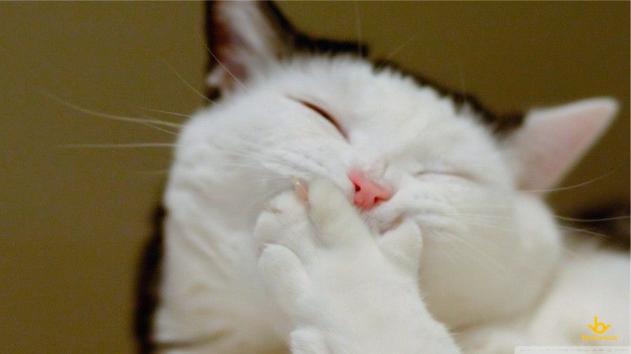 Hình ảnh Chú Mèo Bụm Miệng Cười