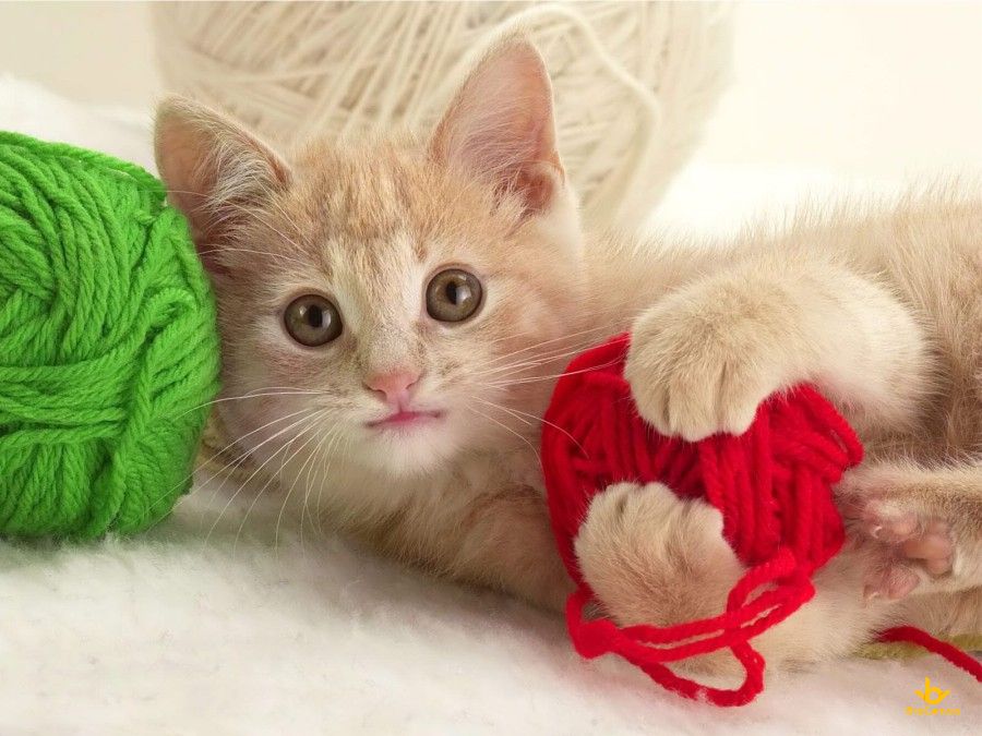 Hình ảnh chú mèo chơi cùng cuộn len