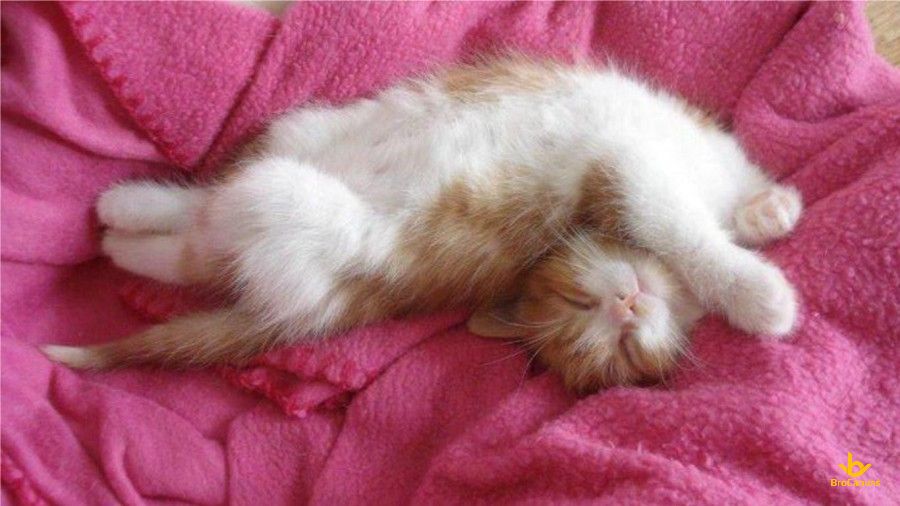 Hình ảnh Chú Mèo Con Ham Ngủ