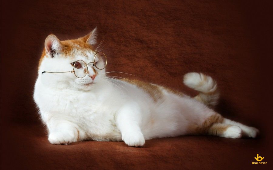 Hình ảnh chú mèo đeo kính