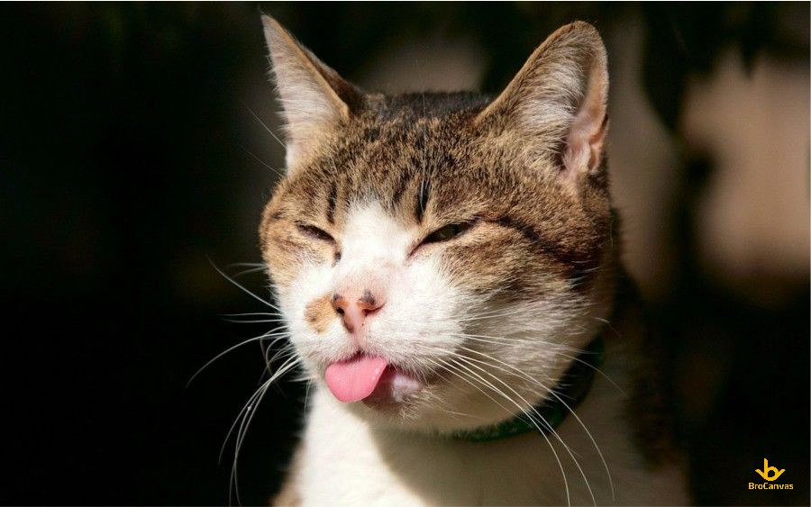 Hình ảnh chú mèo le lưỡi