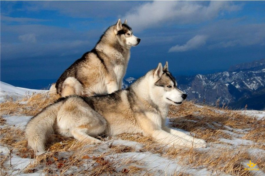 Hình hình họa song Chó Husky Trên đỉnh Núi