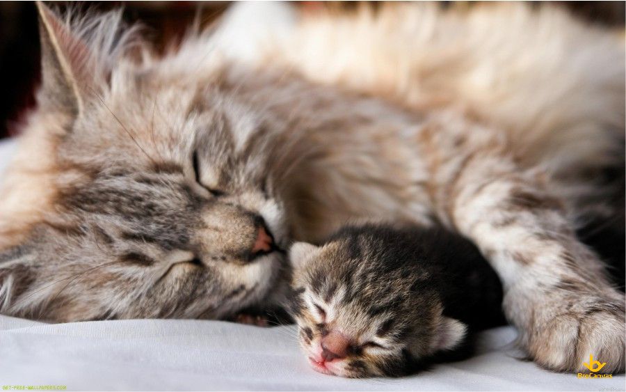 Hình ảnh Mèo Mẹ Và Mèo Con