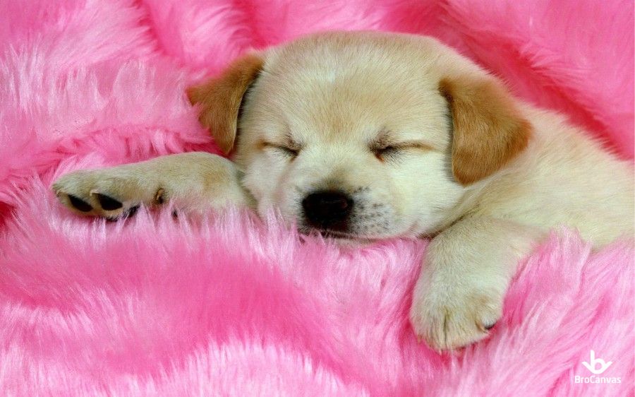 Hình chú chó say giấc trên thảm lông