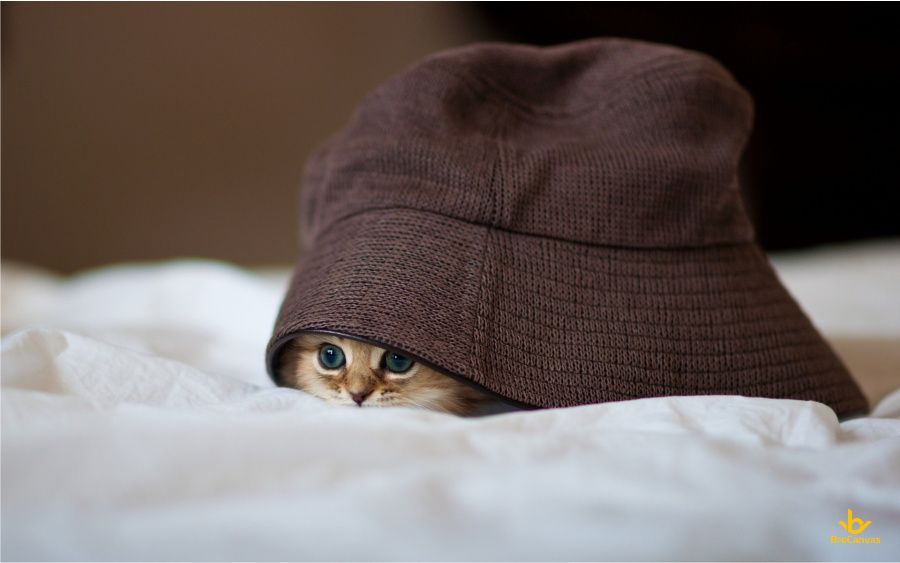 Hình chú mèo dưới nón vải