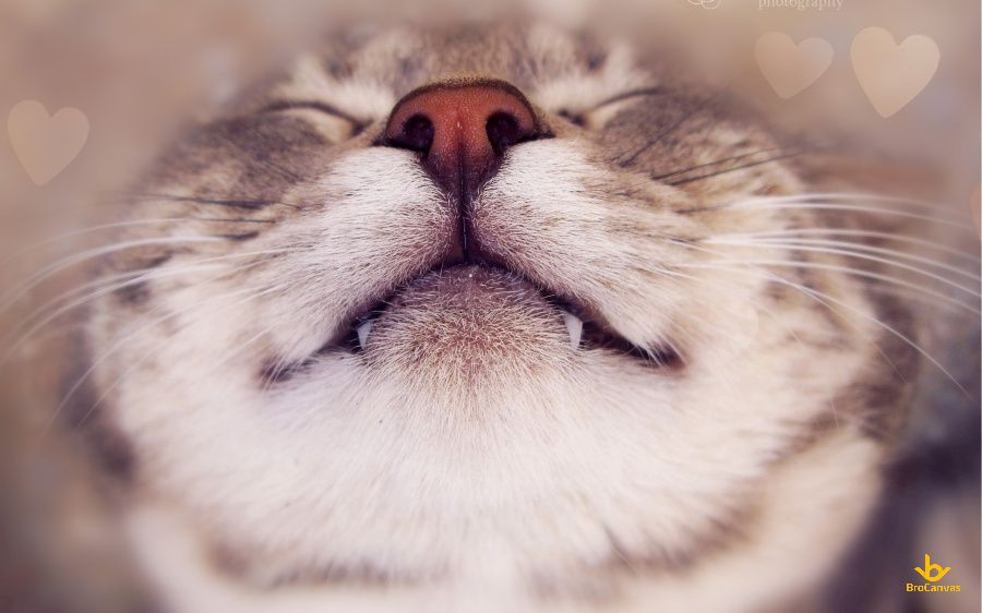 Hình chú mèo mỉm cười