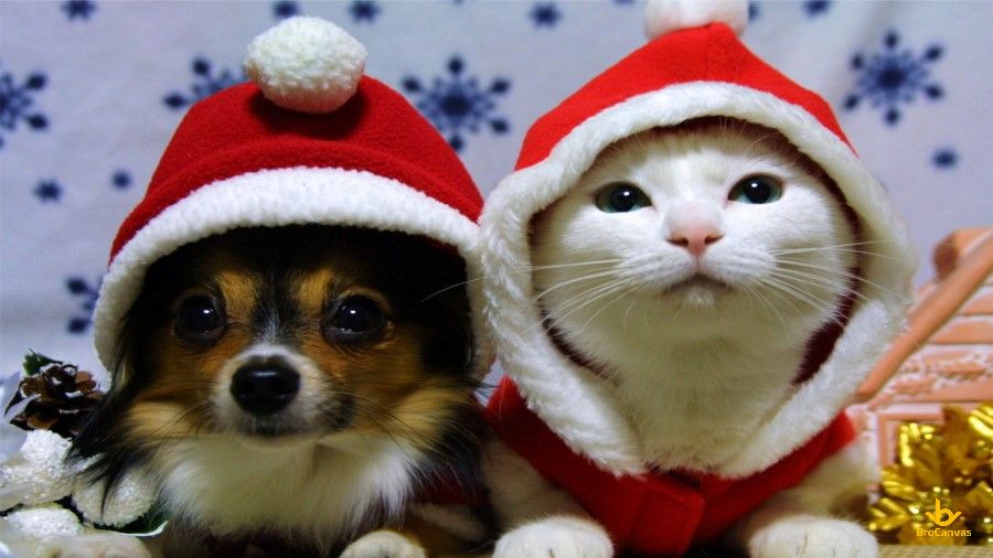 Hình đôi bạn chó và mèo đón giáng sinh