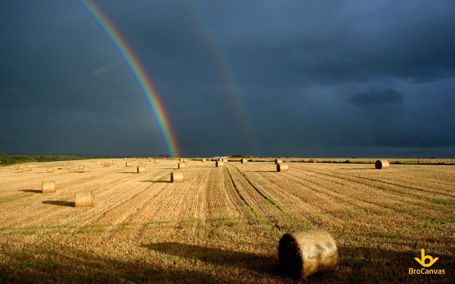 Hình ảnh cầu vòng trên cánh đồng lúa mì