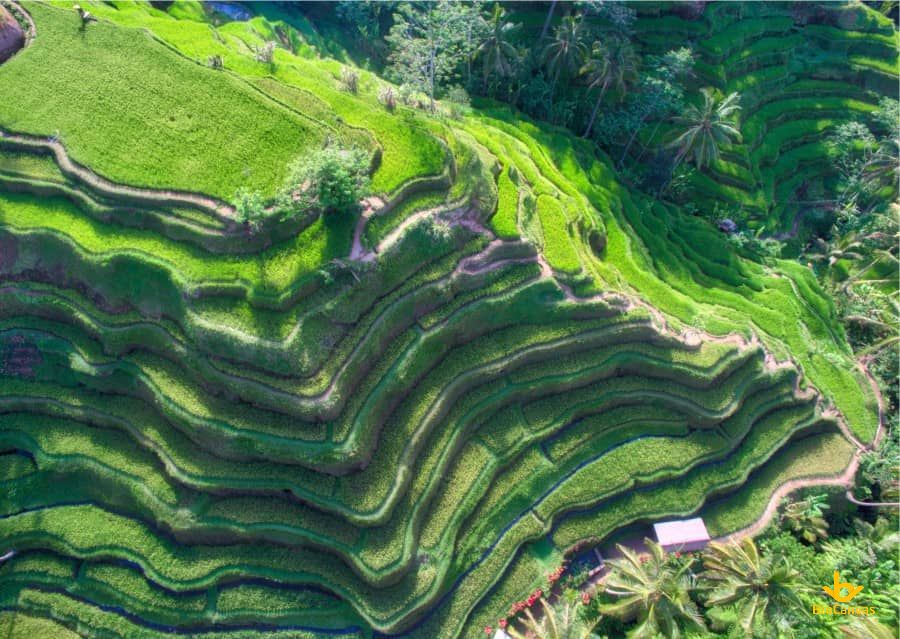 Hình ảnh Ruộng Bậc Thang Trên đồi Cao