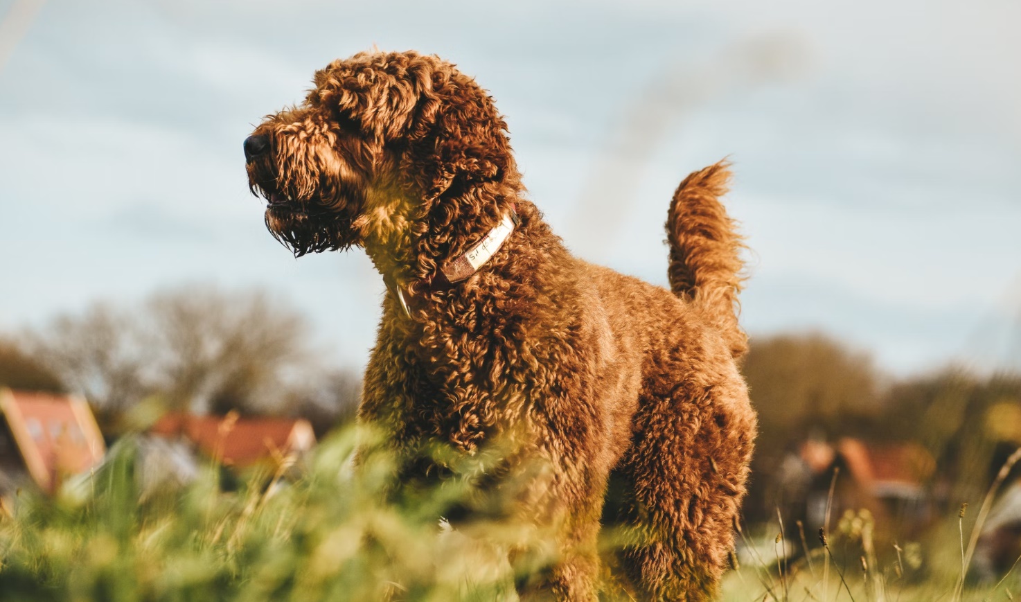 Chú chó labradoodle trên cánh đồng hình ảnh đẹp nhất về động vật