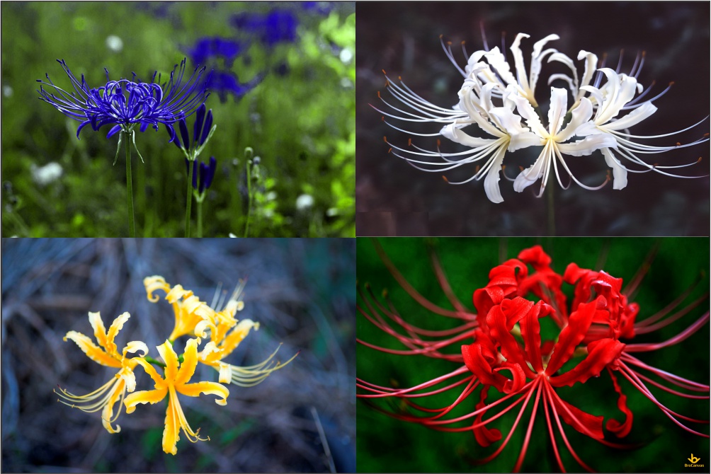 Hoa còn được đặt tên theo màu khác nhau