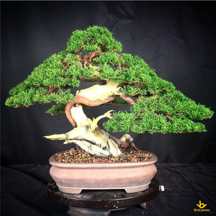 Một cây Bonsai sẽ là một món quà tuyệt vời cho những người cha mê cây cảnh