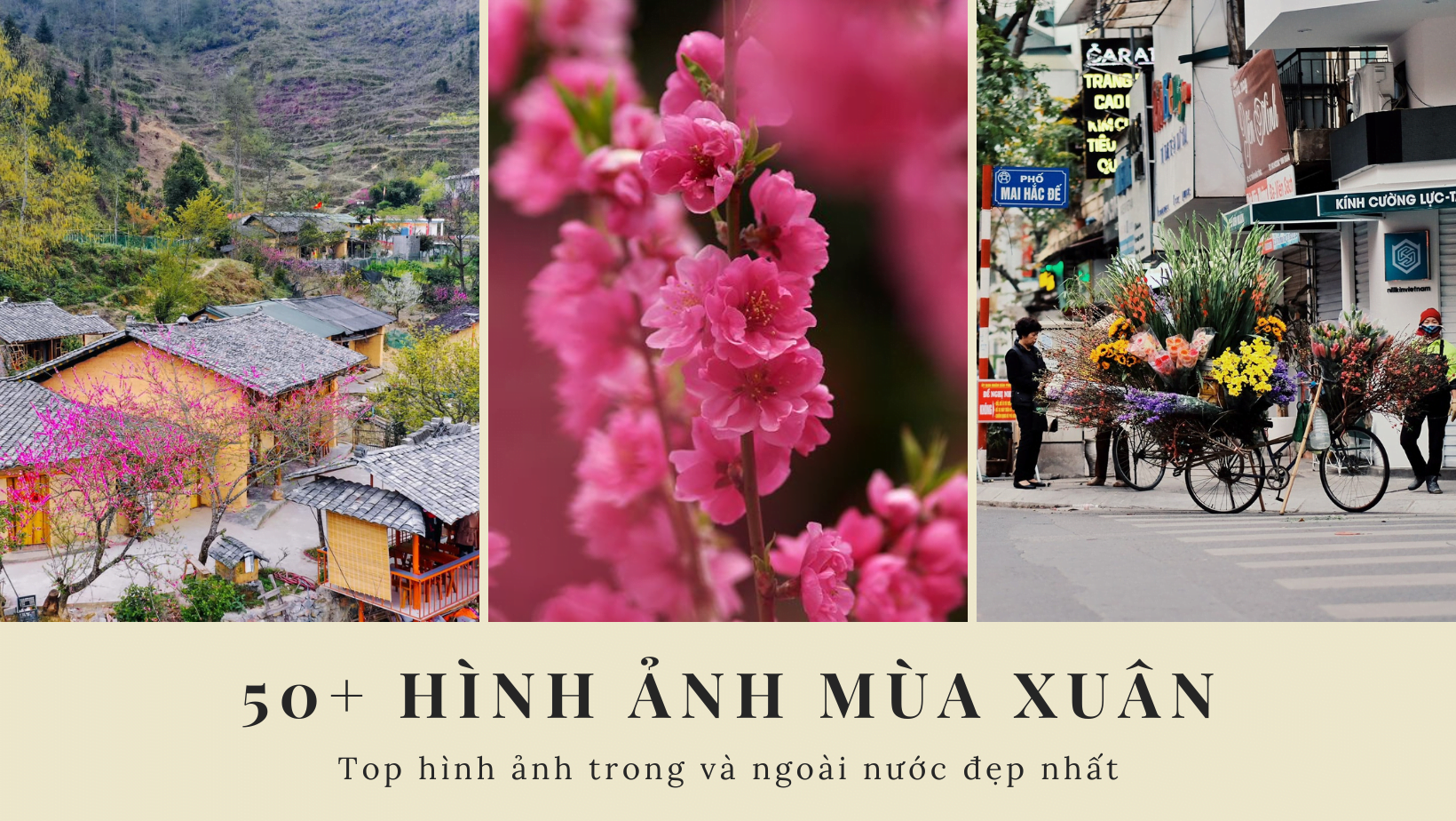 Top 14các loại hoa mùa Xuân của người Việt từ Bắc vào Nam