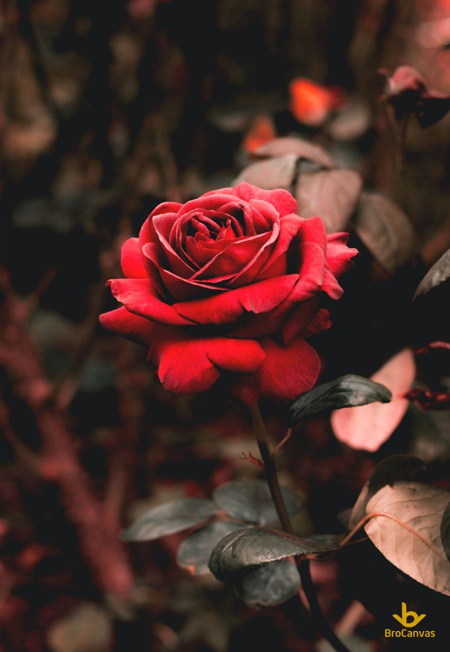 Ảnh hoa đẹp đáo hoa hồng đỏ thắm