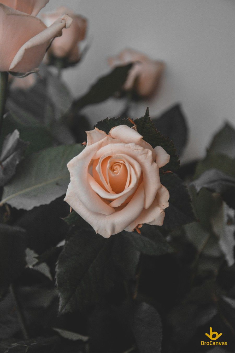 Ảnh hoa đẹp đóa hoa hồng trắng