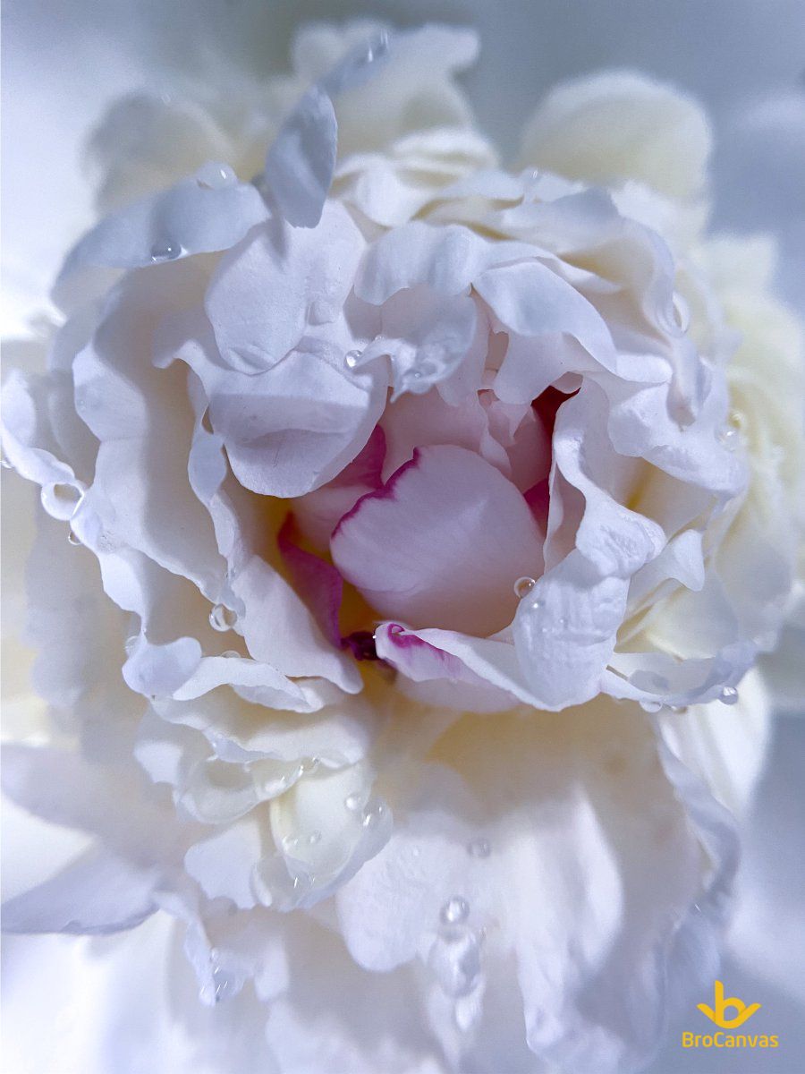 Ảnh hoa đẹp đóa hoa mẫu đơn trắng hồng