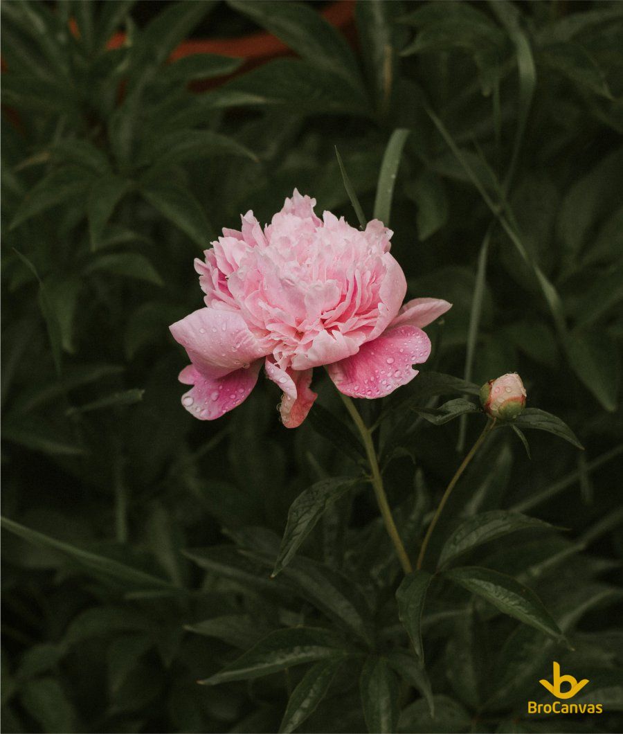 Ảnh hoa đẹp hao mẫu đơn hồng