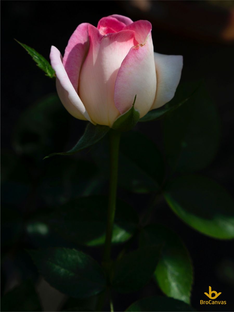 Ảnh hoa đẹp hoa hồng trong nắng mai