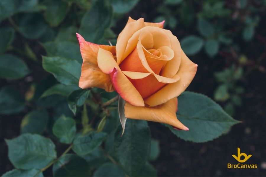 Ảnh hoa đẹp hoa hồng vàng cam