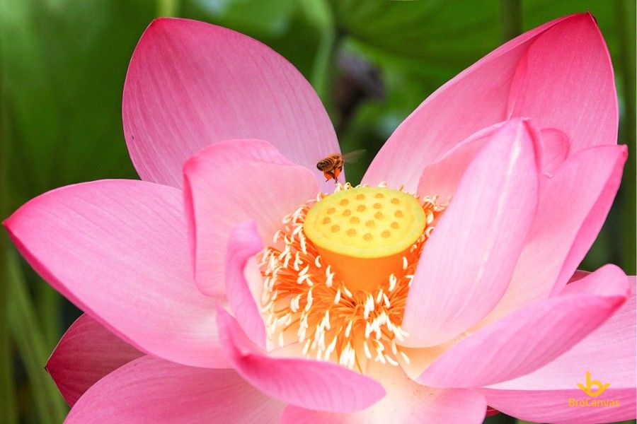 Ảnh hoa đẹp ong vàng và đóa sen hồng