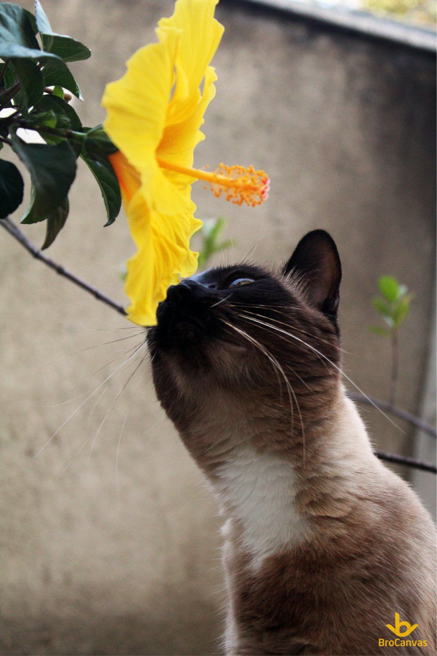 Ảnh phong cảnh hoa râm bụt và chú mèo