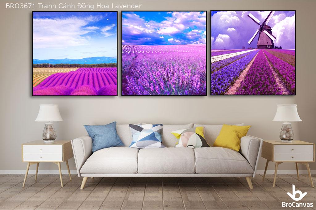 Bro3671 tranh cánh đồng hoa lavender