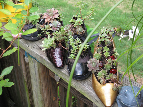 Ý tưởng trồng cây sen đá trong những chiếc giầy tái chế