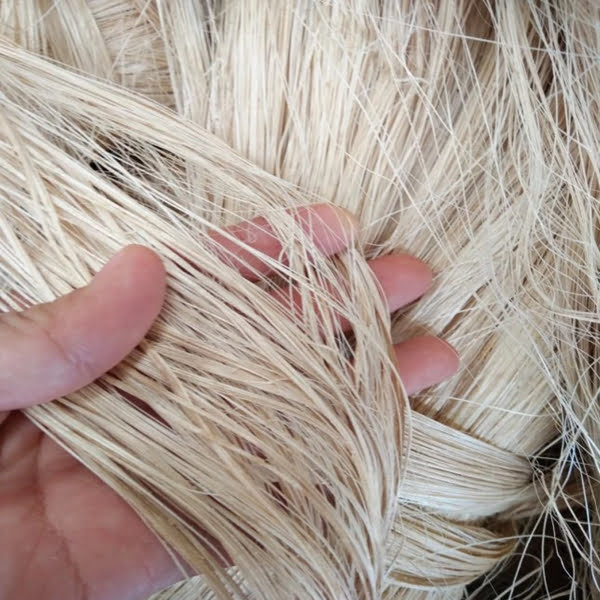 Đây là sợi của cây gai dầu dùng làm nguyên liệu